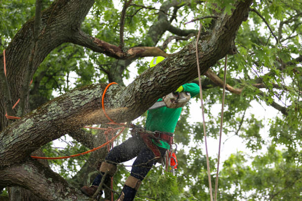 How Our Tree Care Process Works  in  Wharton, NJ